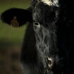 Cette simple piqûre sur les vaches pourrait réduire le changement climatique