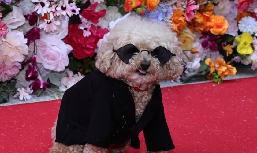 Designer Anthony Rubio unveils Pet Gala with 18 dogs on red carpet