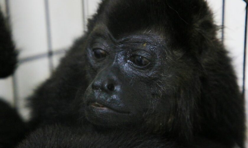 A howler monkey sits inside a cage with others at a veterinarian clinic after they were rescued amid extremely high temperatures in Tecolutilla, Tabasco state, Mexico, Tuesday, May 21, 2024. Dozens of howler monkeys were found dead in the Gulf coast state while others were rescued by residents who rushed them to a local veterinarian. (AP Photo/Luis Sanchez)
