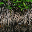 Environnement : 50 % des écosystèmes de mangrove risquent de s'effondrer