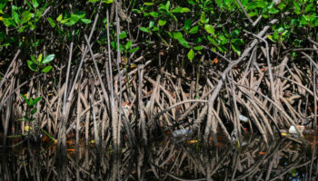 Environnement : 50 % des écosystèmes de mangrove risquent de s'effondrer