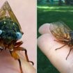 Extremely rare "blue-eyed" cicada spotted in Chicago suburb