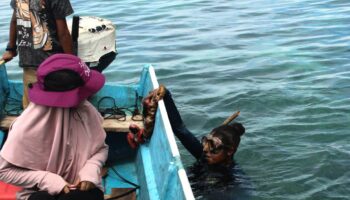 Les “mamas” plongeuses de Papouasie, gardiennes des fonds marins