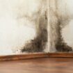 Experts reveal the one thing to change to stop mould growing inside your home