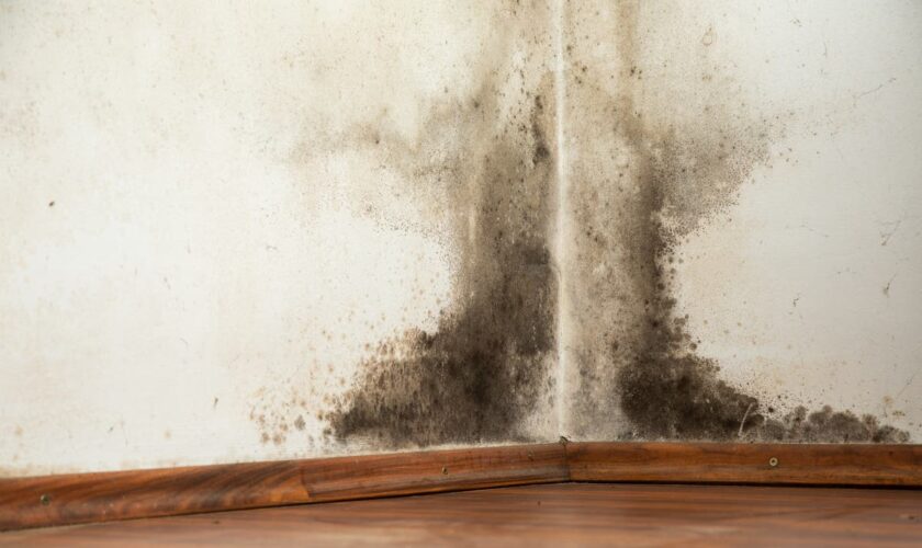 Experts reveal the one thing to change to stop mould growing inside your home