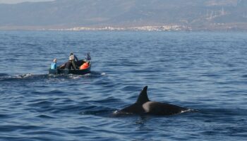 À Gibraltar, les attaques par des orques étaient un «jeu»