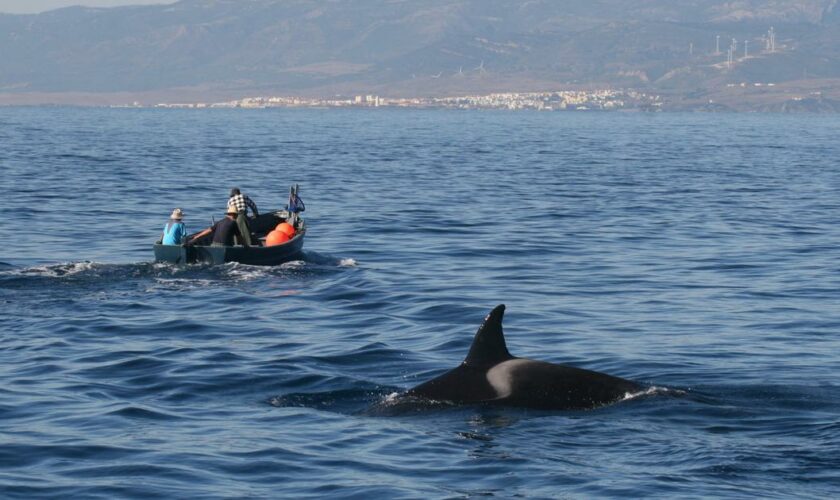 À Gibraltar, les attaques par des orques étaient un «jeu»