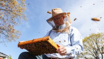 As the bees swarm in D.C., he answers the call