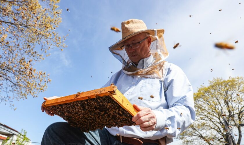As the bees swarm in D.C., he answers the call
