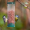 Bird feeder mistake is inviting rodents and predators into your garden - but there's easy fix