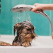 Cada cuánto tiempo tienes que bañar a tu perro: esta es la frecuencia recomendada según su pelaje