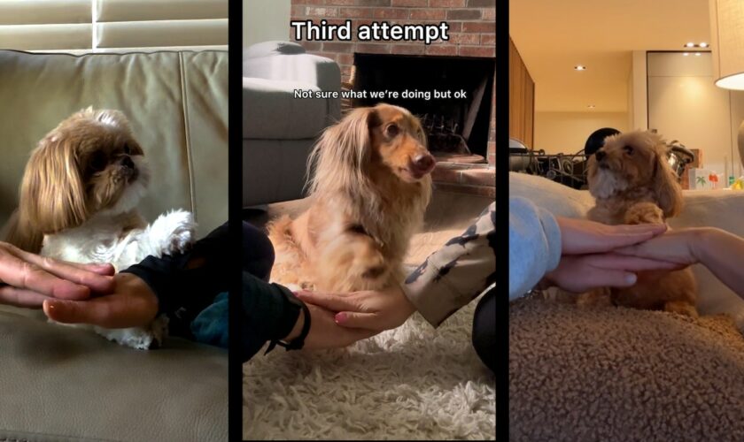 Dogs are doing the viral ‘paws in’ challenge. Here’s why.
