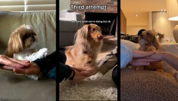 Dogs are doing the viral ‘paws in’ challenge. Here’s why.