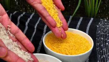 El freno judicial al arroz dorado reaviva la batalla de los transgénicos