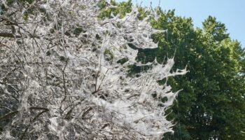Gespinstmotten: Mysteriöse weiße Netze in Grünanlagen und Parks – ein kleines Tier steckt hinter dem "Spuk"