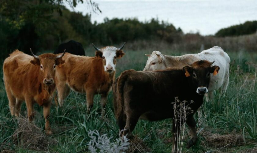 Grippe aviaire H5N1 : un troisième cas humain aux États-Unis lié à une épidémie chez les vaches