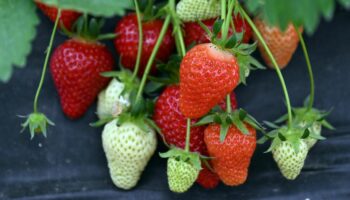 Hinter den Kulissen: Der große Erdbeer-Report: Was hinter Billigpreisen und frühen Ernten steckt