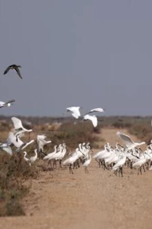 Inteligencia Artificial para medir, a través del canto, el impacto del cambio climático en las aves de Doñana