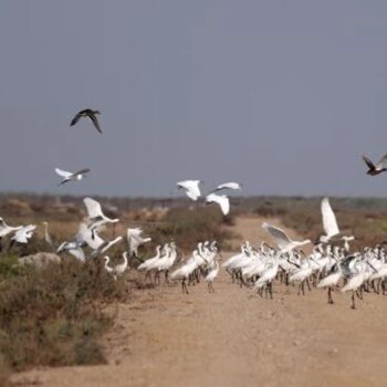Inteligencia Artificial para medir, a través del canto, el impacto del cambio climático en las aves de Doñana