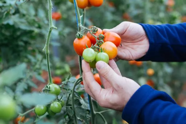 Monty Don explains three common mistakes gardeners make when planting tomatoes in May