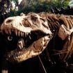 On a découvert un dinosaure avec des bras plus petits que ceux du T-Rex