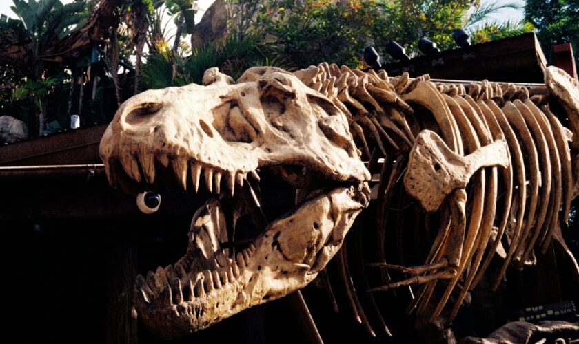 On a découvert un dinosaure avec des bras plus petits que ceux du T-Rex