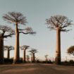 On sait maintenant d'où viennent les baobabs