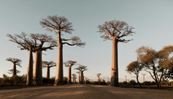 On sait maintenant d'où viennent les baobabs