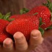Positive Effekte: Das passiert im Körper, wenn Sie täglich Erdbeeren essen