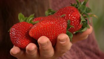 Positive Effekte: Das passiert im Körper, wenn Sie täglich Erdbeeren essen