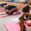»Puppy Yoga«: Wachsender Trend gestoppt - Italien verbietet Yoga mit Hundewelpen
