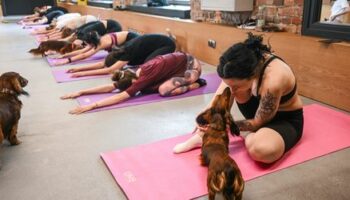 »Puppy Yoga«: Wachsender Trend gestoppt - Italien verbietet Yoga mit Hundewelpen