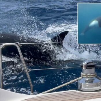 Scientists explain why killer whales are attacking boats across the globe