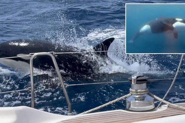 Scientists explain why killer whales are attacking boats across the globe