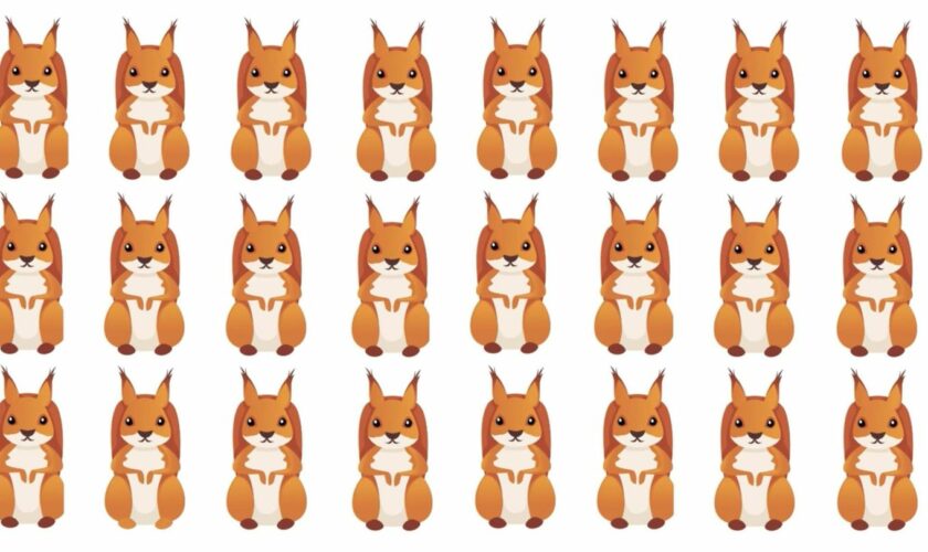 Suchbild in 15 Sekunden: Augentest: Eines dieser Eichhörnchen tanzt aus der Reihe – können Sie es finden?