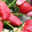 Superfood: Der große Erdbeer-Report: So können Sie das Gesundheitsrisiko durch pestizidbelastete Früchte minimieren