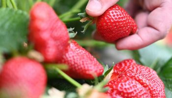 Superfood: Der große Erdbeer-Report: So können Sie das Gesundheitsrisiko durch pestizidbelastete Früchte minimieren