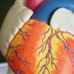 Une forme rare de nanisme diminuerait le risque cardiovasculaire