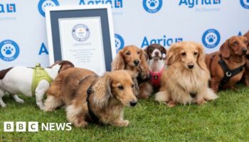A line of dogs look up at cameras in front of the Guinness World Records certificate
