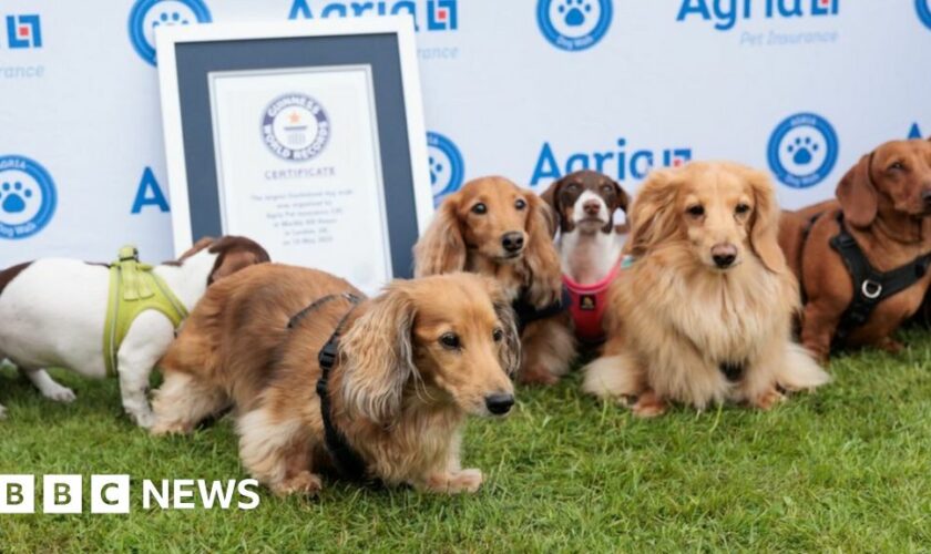 A line of dogs look up at cameras in front of the Guinness World Records certificate