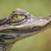 Wally, l'alligator de soutien émotionnel le plus apprécié au monde, a disparu