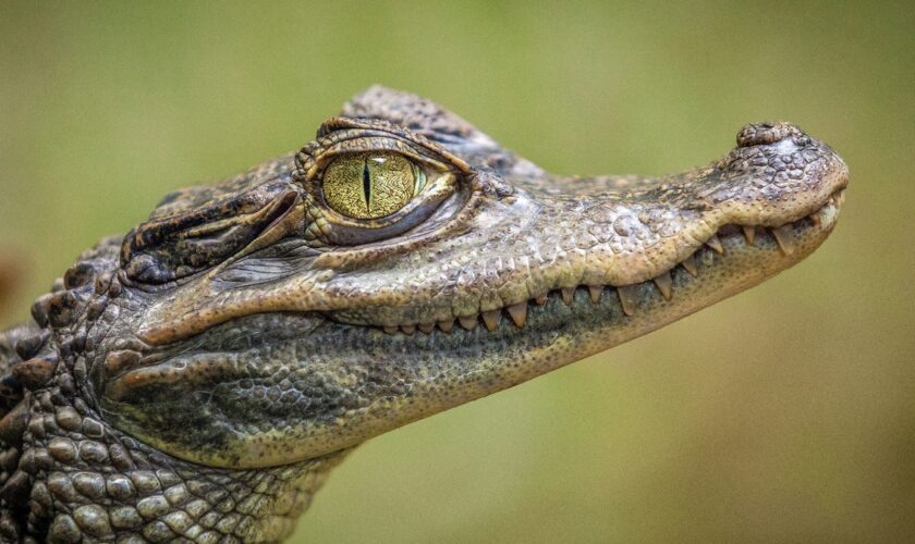 Wally, l'alligator de soutien émotionnel le plus apprécié au monde, a disparu