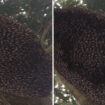 Weltbienentag: Bienen machen hypnotisierende "La-Ola-Welle": Dahinter versteckt sich ein cleverer Trick