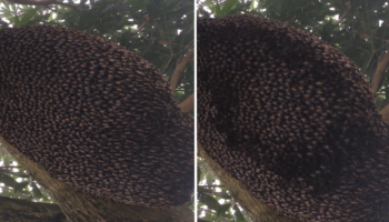 Weltbienentag: Bienen machen hypnotisierende "La-Ola-Welle": Dahinter versteckt sich ein cleverer Trick