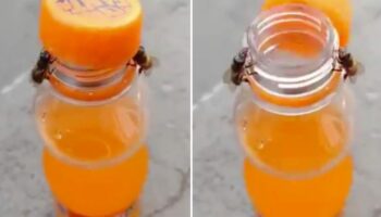 Weltbienentag: Kaum zu glauben: Zwei clevere Bienen öffnen zusammen den Drehverschluss einer Limoflasche