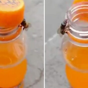 Weltbienentag: Kaum zu glauben: Zwei clevere Bienen öffnen zusammen den Drehverschluss einer Limoflasche
