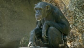 Zoo von Valencia: Sie kann nicht loslassen: Schimpansen-Mama trägt totes Baby mit sich herum