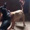 'Dr Death' and Essex gang who held brutal dog fights jailed