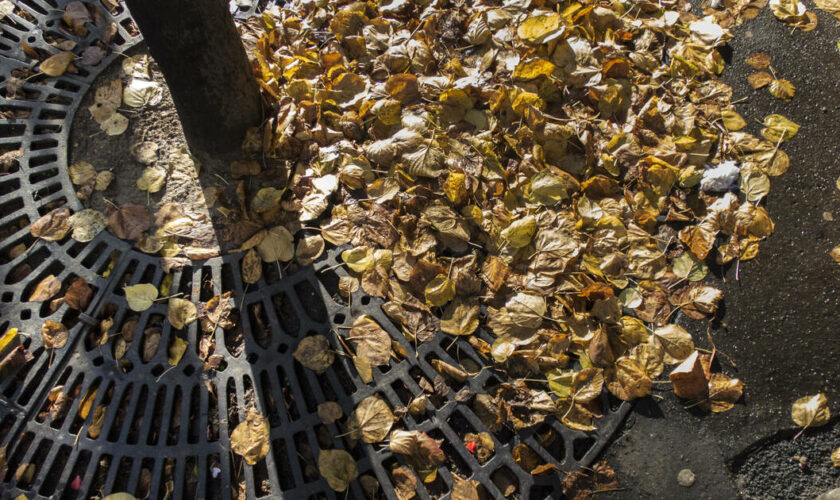 Recyclage : à Paris, un jeune Ukrainien redonne vie pour les feuilles mortes