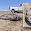 Odd-looking fish, largest of its kind, washes up on beach, stumps experts: 'Remarkable'